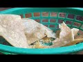 Tortilla chips confession