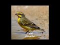 Canto canario de Mozambique ( Crithagra mozambica ) Yellow fronted Canary Song #jtriunfal