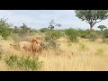 Four male lions battle for territory.