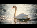 A Giant Extinct Swan