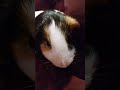 Guinea Pig ASMR!!