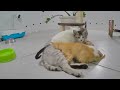 😘 When you own a CAT with an IQ 200 😻🤣 Best Funny Video Compilation 😻