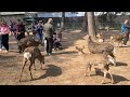 Chinese man kicks a Japanese deer in the face