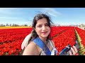 Tulip Festival 2024 | Seattle | Skagit Valley | vlog | Hindi | Osmo Pocket 3 | indian | vlogger |dji