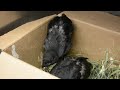 Baby Crows Being Fed at Cornell's Janet L. Swanson Wildlife Health Center