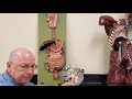 Professor Long 2402 Lab Digestive Tract Anatomy