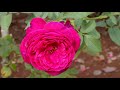 CHIBA. Keisei Rose Garden 2020 Autumn.#4K #京成バラ園 #秋バラ