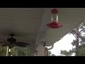 Hummingbirds