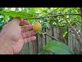 First bit of colour on the achachas. #garcinia #achacha #rarefruit #foodforest