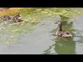 Swamp salad with momma duck outing!