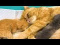 Mom cat does not want to feed one kitten. Newborn kittens are yawning and loud meow ASMR