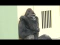 Mother of two gorillas happy to have her daughter groom her.｜Shabani Group