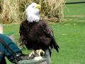 Bald Eagle Nomming Slow motion