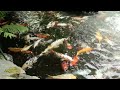 #carp#koi#nature#fish#flowers#garden#pond#water#zoo#hal#cá#fisk#ikan#iasc#fiskur#pez#pescare#fësch