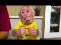 Super monkey! Monkey BiBi learns to play the organ and helps dad cook!