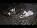 Brave kittens and dog - बहादुर बिल्ली के बच्चे और कुत्ता