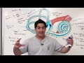 Special Senses | Inner Ear Anatomy