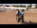 Defensive Aggression Behavior With Abused Horse   Mike Hughes, Auburn California