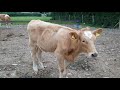 Calf rearing. Beef farm