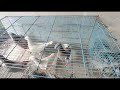 beutiumar 3 breeding pair for sale only 6500 by Sonu ansari (7499505618) #fancypigeon #umarpegion