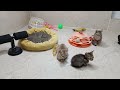 YOU LAUGH YOU LOSE😻🐶Best Funny Animals Video 2024🤣