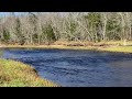 Sunshine and trout fishing 🎣 | Fishing #riverfishing #trout #fish #novascotia