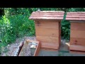Back yard bee swarm capture
