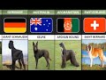 Dog Breeds From Different Countries Around The World