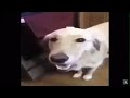 1 hour of Butter dog