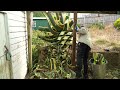 Titanic Yard Overhaul: Colossal Agave OBLITERATED in Garden Rescue!!!