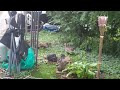 6 Baby Ducks Drink Water, Mama fends Off Another Duck