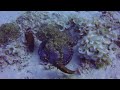 Stunning Octopus Feeding (Gili Islands, Lombok, Indonesia)