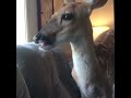 gamer deer asmr