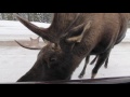 Moose Licking