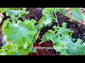 The Kale Factory 2022 (African/Jamaican Owned No-Till Permaculture Farm) livefromplanetearth.org