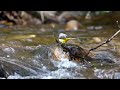 Grey Wagtail on River Skell at Ripon