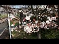 桜花のお見送り＠備前一宮 Seen off by cherry blossoms