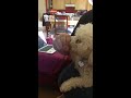 CUTE PUPPY Learns American Sign Langauge!