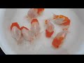 Aww! Beautiful quality goldfish | Goldfish farm
