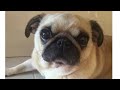Rest in Peace Peggy the Pug :( You will be missed