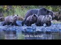 Chilko Bear Encounter