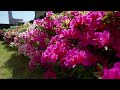 【風景と自然】24年春自宅 庭のつつじ　アゲハ蝶　2024年4月28日 [Landscape and nature]Azalea in our garden with piano sound