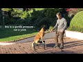Teach Your Dog SIT on Command - Perfect SIT - Robert Cabral Dog Training Video