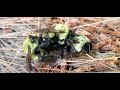 Group of Mating Bumblebees | Rusty Patched Bumblebee Mating Behavior Documented