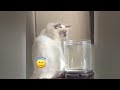 Best Funny Dogs and Cats Videos😼🐶Funniest Animal videos 2024😺