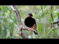 Amazing Beautiful Birds Sound - Perfect Nature Sounds for Good Sleep and Soul Relaxation