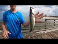 Will SALTWATER Fish eat a NIGHTCRAWLER?? (Fishing Experiment)