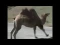 caffeinated galloping camel