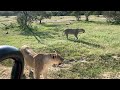 Angry Male Lion Loses His Temper | Big 5 | African Male Lion