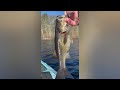 UNEXPECTED TOP WATER BITE! FISHING in MASSACHUSETTS!